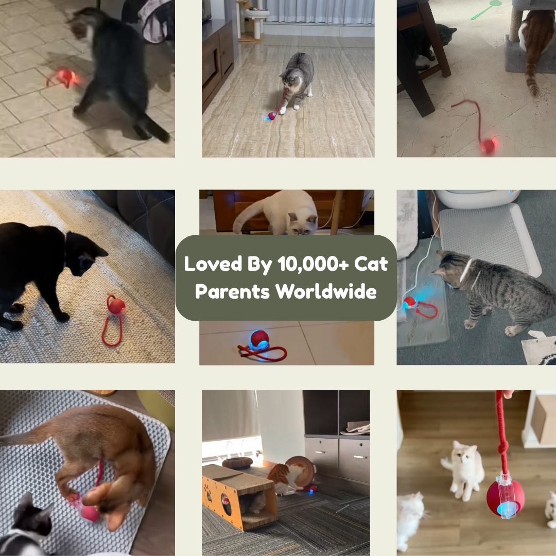 NESLEMY™Self-moving.Rechargeable. Endless play. Your cat's new obsession