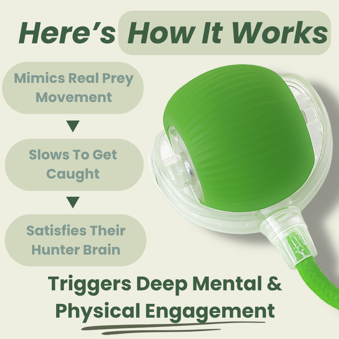 NESLEMY™Self-moving.Rechargeable. Endless play. Your cat's new obsession